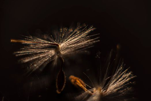 Brightly lit Pelargonium seeds, with fluffy hairs and a spiral body, are reflected in black perspex. Geranium seeds that look like ballerina ballet dancers. Motes of dust shine in the background like a constellation of stars. High quality photo
