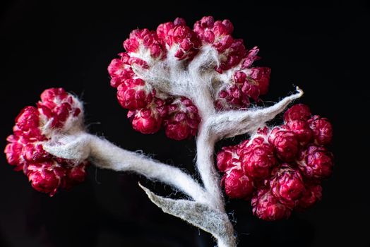 Helichrysum Sanguineum - aka Red Everlasting flowers, Red Cud Weed, blooms in late spring in the Mediterranean region, The Judean mountains, Israel. Everlasting flowers. High quality photo