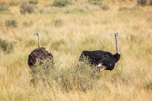 African Ostrich couple in dry savannah in Kgalagadi transfrontier park, South Africa; ; Specie Struthio camelus family of Struthionidae