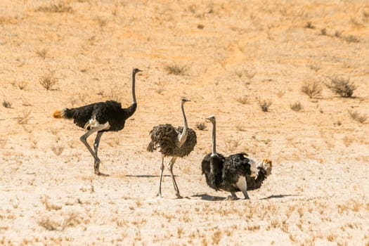 Three African Ostriches in the sand in Kgalagadi transfrontier park, South Africa; ; Specie Struthio camelus family of Struthionidae