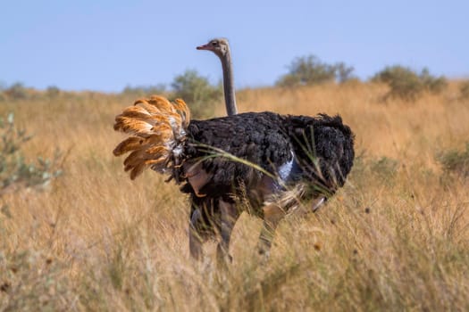 African Ostrich male in dry savannah in Kgalagadi transfrontier park, South Africa; Specie Struthio camelus family of Struthionidae
