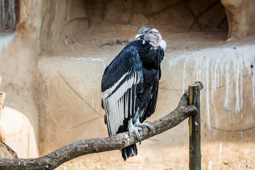 Andean Condor in Vulpro rehabilitation center, South Africa ; specie Vultur gryphus family of Cathartidae