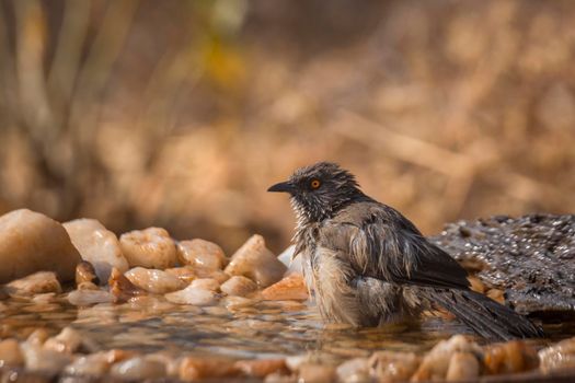 Arrow marked Babbler bathing in waterhole in Kruger National park, South Africa ; Specie Turdoides jardineii family of Leiothrichidae