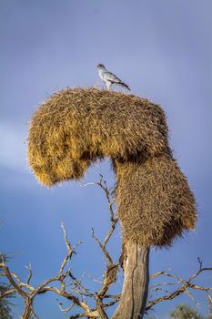 Pale Chanting-Goshawk standing on social weaver nest in Kgalagadi transfrontier park, South Africa; specie Melierax canorus family of Accipitridae