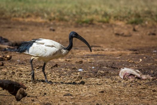 African Sacred Ibis in cattle carcass in Vulpro rehabilitation center, South Africa; specie Threskiornis aethiopicus family of Threskiornithidae