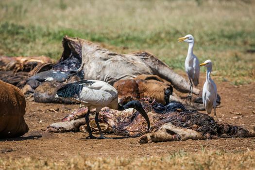 African Sacred Ibis and southenr cattle egret in cattle carcass in Vulpro rehabilitation center, South Africa; specie Threskiornis aethiopicus family of Threskiornithidae