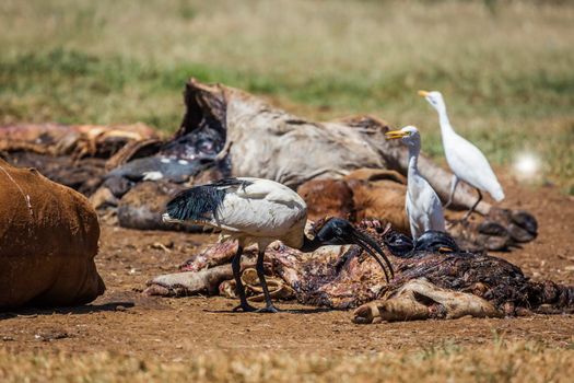 African Sacred Ibis and southenr cattle egret in cattle carcass in Vulpro rehabilitation center, South Africa; specie Threskiornis aethiopicus family of Threskiornithidae