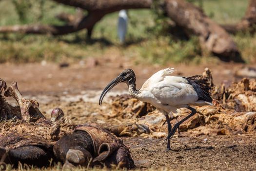 African Sacred Ibis in cattle carcass in Vulpro rehabilitation center, South Africa; specie Threskiornis aethiopicus family of Threskiornithidae