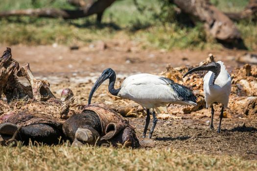 African Sacred Ibis in cattle carcass in Vulpro rehabilitation center, South Africa; specie Threskiornis aethiopicus family of Threskiornithidae