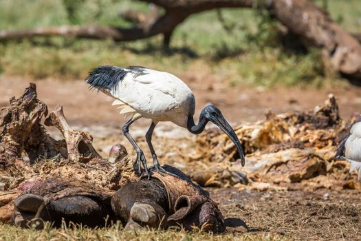 African Sacred Ibis in cattle carcass in Vulpro rehabilitation center, South Africa; specie Threskiornis aethiopicus family of Threskiornithidae