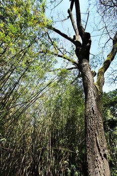 Beautiful Juglans Nigra tree next to bamboo plant forest in the botanical Garden of Lisbon in Spring