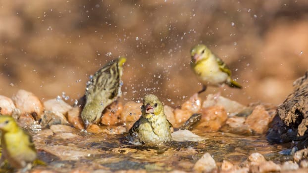 Three Village weaver bathing in waterhole in Kruger National park, South Africa ; Specie Ploceus cucullatus family of Ploceidae