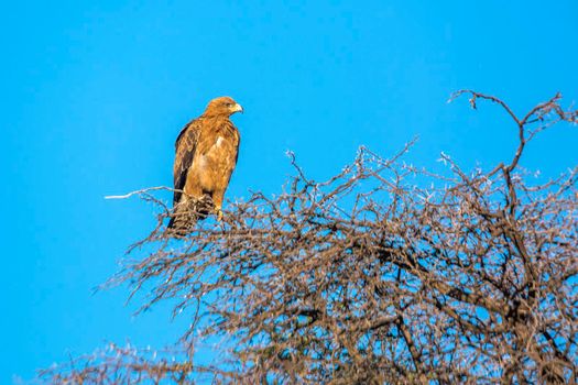 Wahlberg's Eagle isolated in blue sky in Kgalagadi transfrontier park, South Africa;  Specie Hieraaetus wahlbergi family of Accipitridae