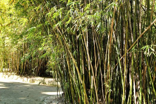 Beautiful Bamboo Plant forest in the Botanical Garden of Lisbon in Spring