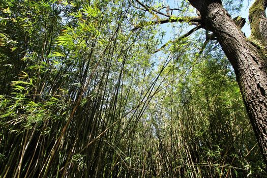 Beautiful Bamboo Plant forest in the Botanical Garden of Lisbon in Spring