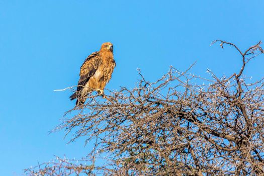Wahlberg's Eagle isolated in blue sky in Kgalagadi transfrontier park, South Africa;  Specie Hieraaetus wahlbergi family of Accipitridae