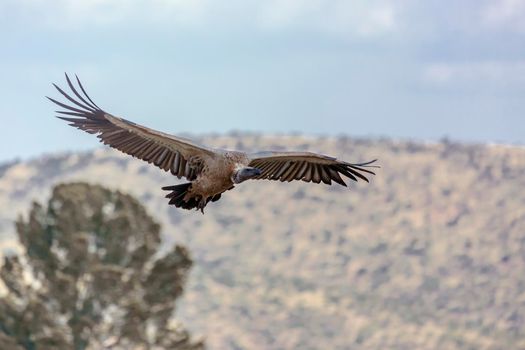 White back vulture in flight in Vulpro rehabilitation center, South Africa;