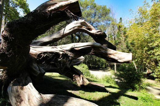 Beautiful lush garden, foliage and fallen tree at the Botanical Garden of Lisbon