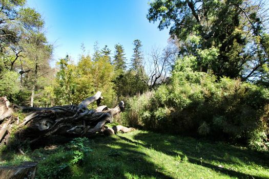 Beautiful lush garden, foliage and fallen tree at the Botanical Garden of Lisbon