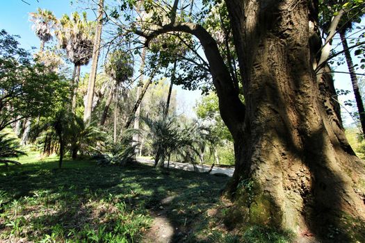 Beautiful and Majestic Erythrina Caffra tree at the Botanical Garden of Lisbon in Spring
