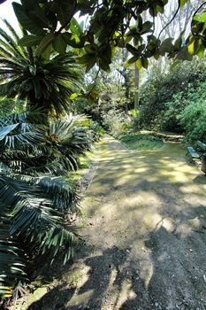 Leafy and green gardens with large trees at the Botanical Garden of Lisbon