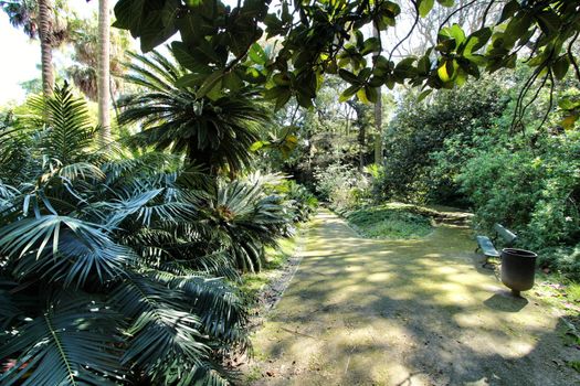 Leafy and green gardens with large trees at the Botanical Garden of Lisbon