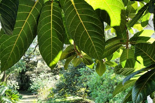 Leafy and green gardens with large trees at the Botanical Garden of Lisbon