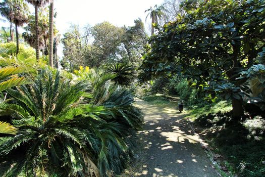 Leafy and green gardens with large trees at the Botanical Garden of Lisbon
