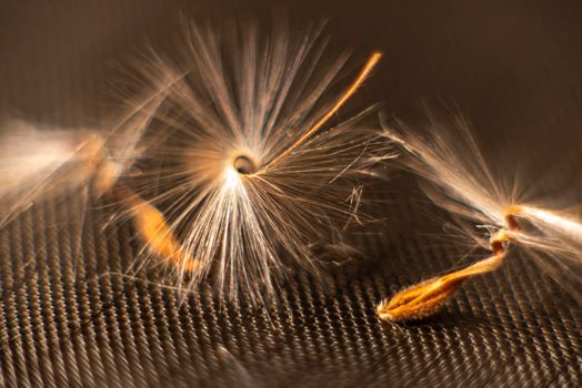 Brightly lit Pelargonium seeds, with fluffy hairs and a spiral body, are reflected in black perspex. Geranium seeds that look like ballerina ballet dancers. Motes of dust shine in the background like a constellation of stars. High quality photo