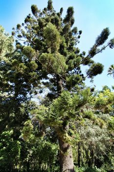 Leafy and green gardens with large trees at the Botanical Garden of Lisbon
