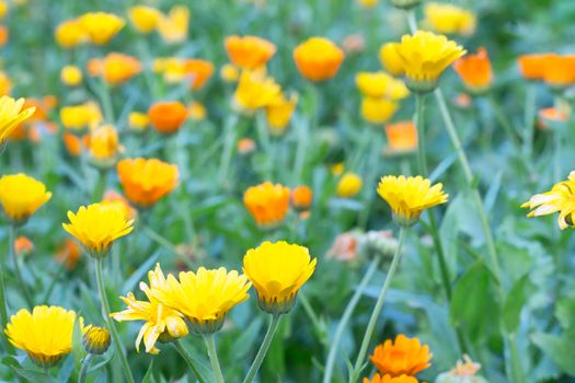 Many yellow flowers of marigolds in the meadow