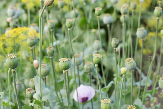 A lot of poppy in the garden. Poppy in natural conditions.