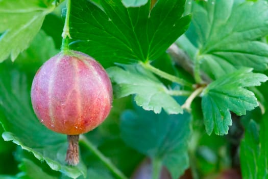 Gooseberries on a close-up branch
