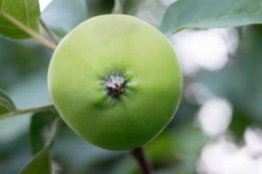 A green apple on a branch close-up