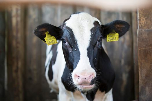 A young cow stands in a stall with tags in the ears