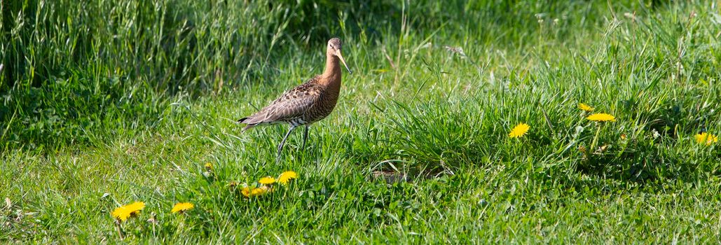 grutto bird walks in green grass meadow with yellow dandelions