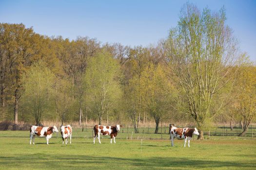brown spotted cows in meadow near spring forest in dutch province of utrecht in the netherlands
