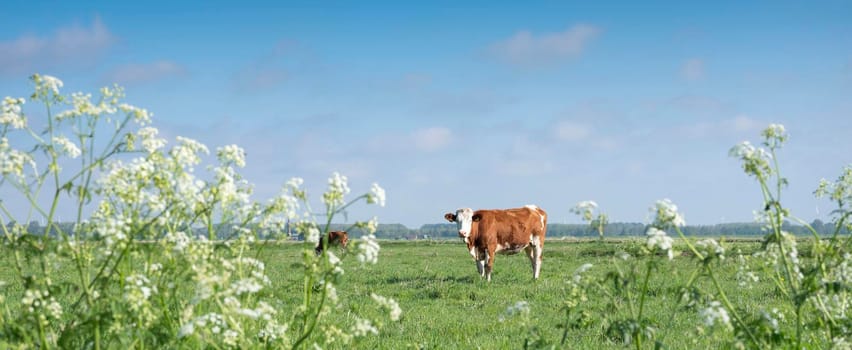 spotted red and white cows in meadow with spring flowers under blue sky in holland
