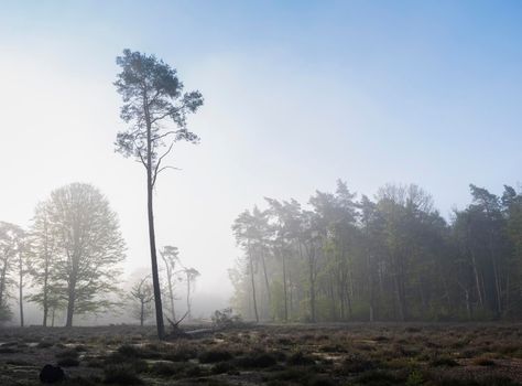 early morning sun rays in misty spring pine forest near utrecht in holland