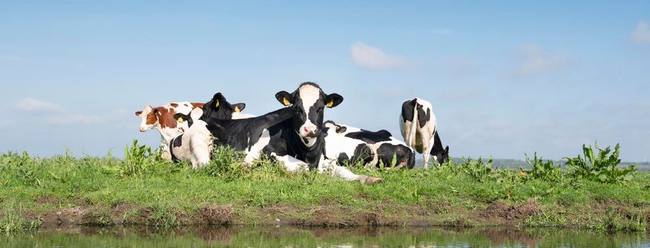 young spotted cows in dutch meadow near amersfoort in holland behind canal under blue sky in spring