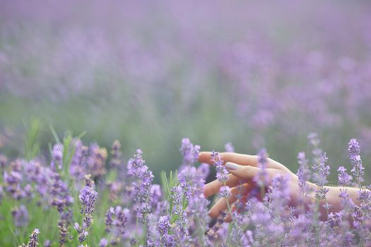 Selective focus of female hands gently touching purple flowers in endless lavender field. Unrecognizable young female enjoying summer harvest, warm sunshine. Concept of nature beauty.