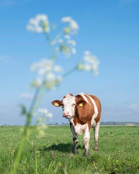spotted red and white cow in meadow with spring flowers under blue sky in holland