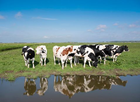 young spotted cows in dutch meadow near amersfoort in holland under blue sky in spring reflected in water of canal