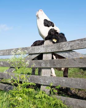 young black cow in meadow behind wooden gate and spring flowers under blue sky in holland has an itch