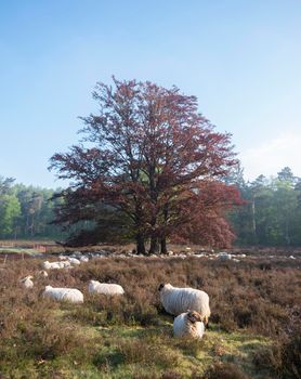 flock of sheep rests in shadow of large beech tree with green and red leaves