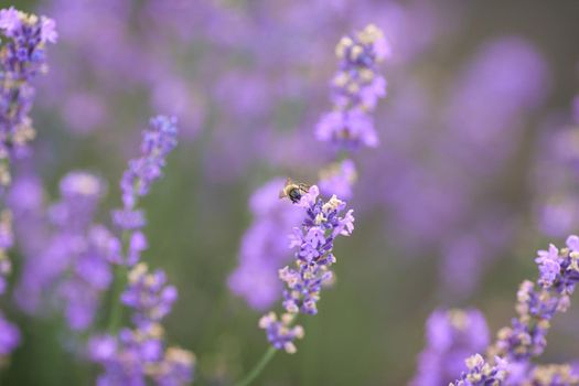 Selective focus of beautiful bright purple flowers blooming in countryside farmland. Long patches on lavender field, meadow in summer day. Concept of nature beauty, aromatherapy.