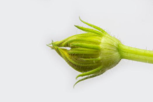 Unopened buds of zucchini pumpkin flowers on a white background. Excess buds of barren flowers are removed from plants for better fruiting