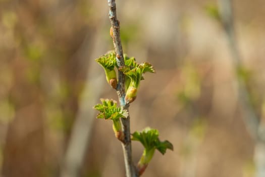 Fresh new green buds on currant branches at springtime in March or April farm garden background with copy space in horizontal format. Photo of a reviving blossoming nature