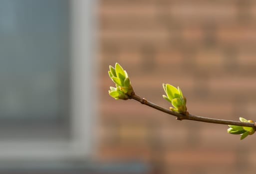 Lilac buds on a branch in early spring in March or April with sun exposure horizontal format with copy space. Photo of a reviving blossoming nature