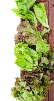 closeup isolate fresh lettuces on wooden plank
